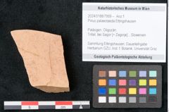 Foto (Objekt + Etikett) von Pinus palaeotaeda Ettingshausen (NHMW-GEO-2024-0188-7959)